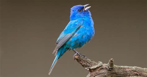 Blue Indigo Bird