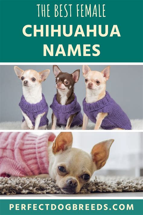 The chihuahua is a nervous and intelligent dog that searches for games and attention constantly. Female Chihuahua Names | Chihuahua names, Chihuahua, Dog names