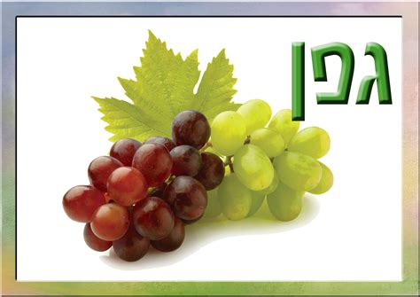 חג שיש בו ארבע כוסות של יין המצביעות על חילופי הצבעים בטבע, באילנות בין העונות. טו בשבט - Dah Bear