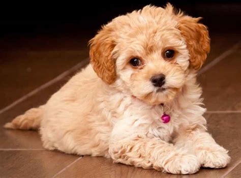 Advertise, sell, buy and rehome maltipoo dogs and puppies with pets4homes. What kind of dog do you want/have? | allkpop Forums