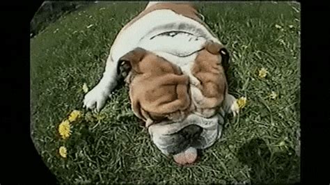Your pooch may be rolling in the grass because he's itchy. Roll Over GIFs - Find & Share on GIPHY