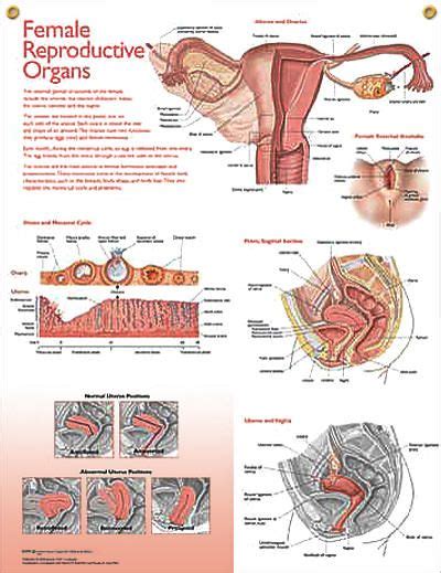 Animated Physiology Of Female Orgasm