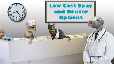 There are plenty of reasons to spay and neuter your pets. Low Cost Spay And Neuter Options