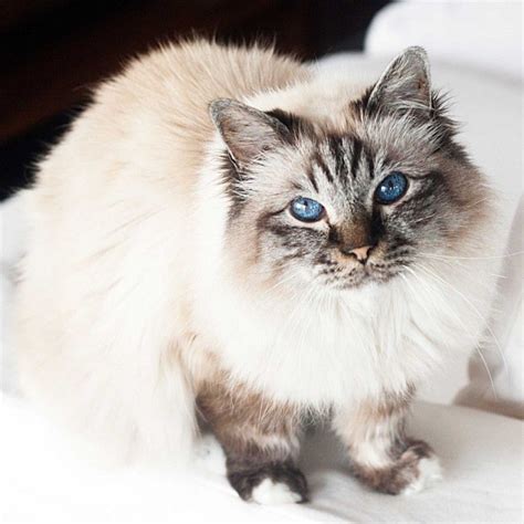 Heilige Birmaan Birman Cat Animals Beautiful Cats