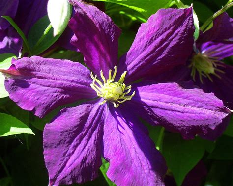 Check spelling or type a new query. Clematis Flower Violet · Free photo on Pixabay