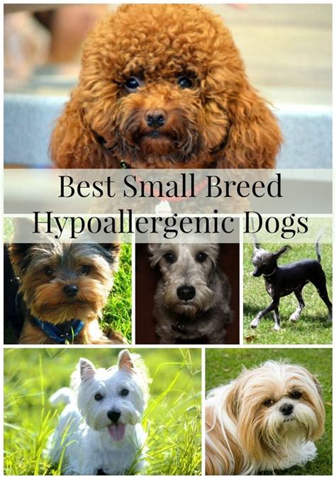 Best Small Breed Hypoallergenic Dogs Dogvills Dog Breeds That Dont