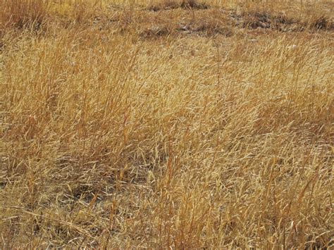Bleached Long Dry Grass In Winter Free Stock Photo Public Domain Pictures
