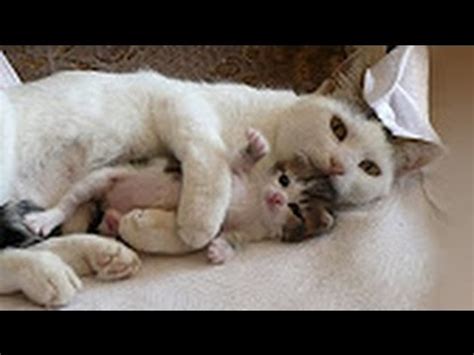 The Amazing Cats Hugs Kitten Mom Cat Hugging And Kissing Baby Kittens Video Compilation