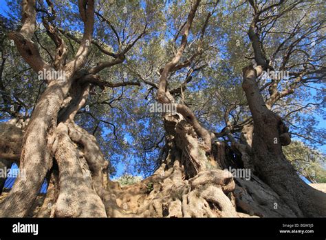 Olivier Millénaire Millennial Olive Tree Considered One Of The Oldest