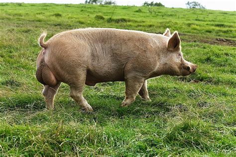 Verrat Porc Male Reproducteur Dans Un Elevage En Plein Air Jluk