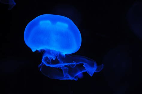 Free Images Glowing Animal Dark Underwater Jellyfish Blue