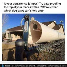 Blacky climbing over fence, thwarted. The 25+ best Dog proof fence ideas on Pinterest | Dog ...