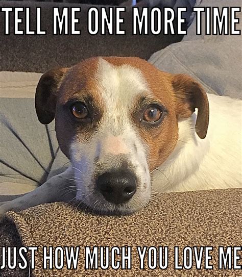 Jack Russell Terrier Memes Images And Photos Finder