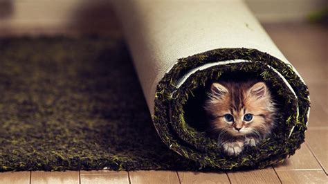 Animals Cats Kittens Cute Fir Face Whiskers Eyes Carpet Humor Funny Wallpaper 1920x1080