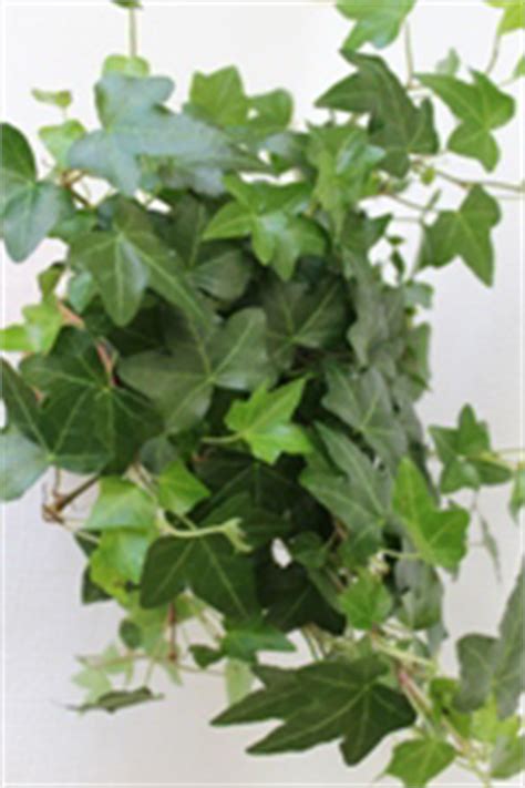 The common plants that may appear on indoor plants, not just english ivy, are mealy bugs, scale, aphids, spider mites, and fungus gnats. English Ivy Plant Care | House Plants Flowers