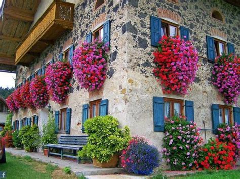 10 piante fiorite per il balcone a settembre. Fiori da balcone pendenti: 3 piante a cascata facili da ...
