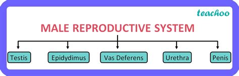 Class Male Reproductive System Process Parts Their Functions