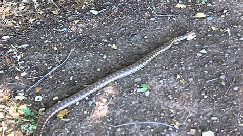 Snake At Rancho San Antonio Open Space Preserve Youtube
