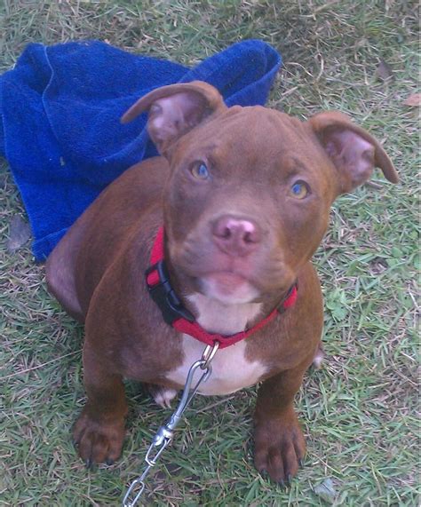 These colors include blue, hazel, brown, red, or black. Dark Brown And White Pitbull | Cute Dogs Gallery | White pitbull, Tan pitbull, Pitbulls