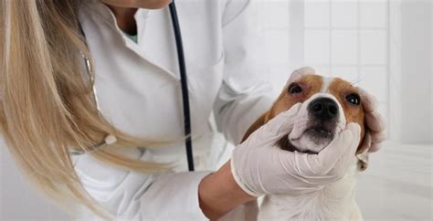 Co Warto Wiedzie O Alergii U Psa I Jak J Rozpozna