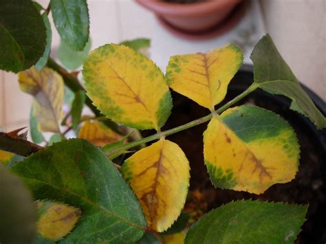 Hier finden sie leseproben zum herunterladen. Usos del quelato de hierro en la jardinería