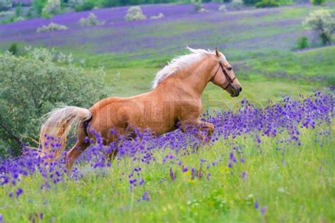 Palomino Horse With Long Blond Male On Flower Field Stock Photo
