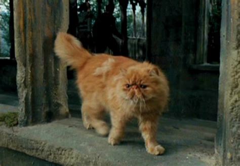 What Pet Would You Bring To Hogwarts