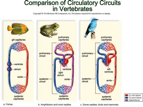 Single Loop Circulatory System