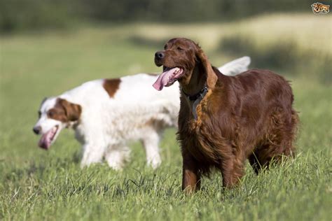 An Introduction To The Setter Dog Breeds Pets4homes