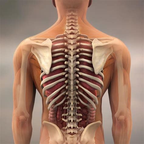 What You Need To Know About Spine Alignment Chiropractic Care