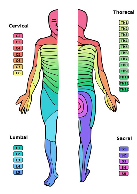 Referred Pain And Radiating Pain Whats The Difference Hyperhealth