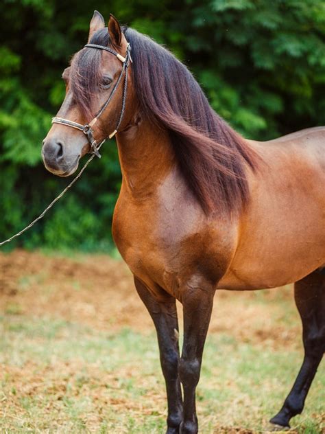 horse breeds  long hair long manes  tails