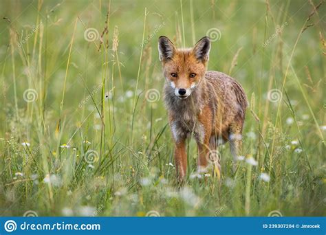 Wild Red Fox Standing Along Tall Grass On A Meadow In Summertime Stock