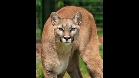 Sonido Puma Rugido Cougar Sound Roar Youtube