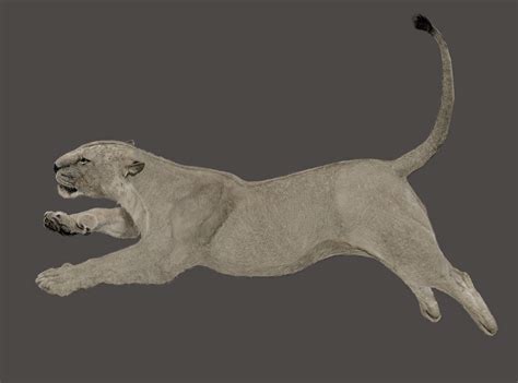 Panthera Leo Spelaea By Leogon On Deviantart