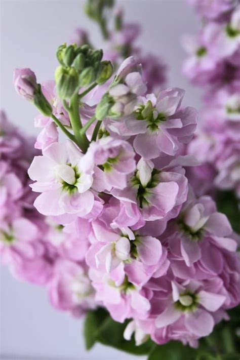 Give a gift of scented blooms. Stock - a wonderfully fragrant flower | Flowerona
