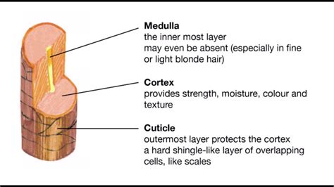 Hair Growth Cuticle Cortex And Medulla Youtube