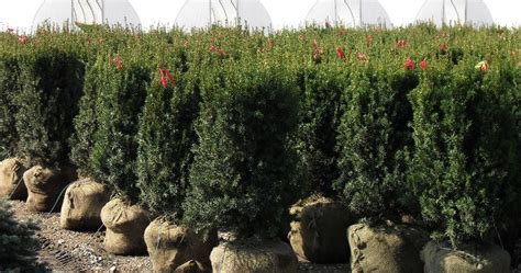 Check spelling or type a new query. Hicks upright Yew - Wilson Nurseries