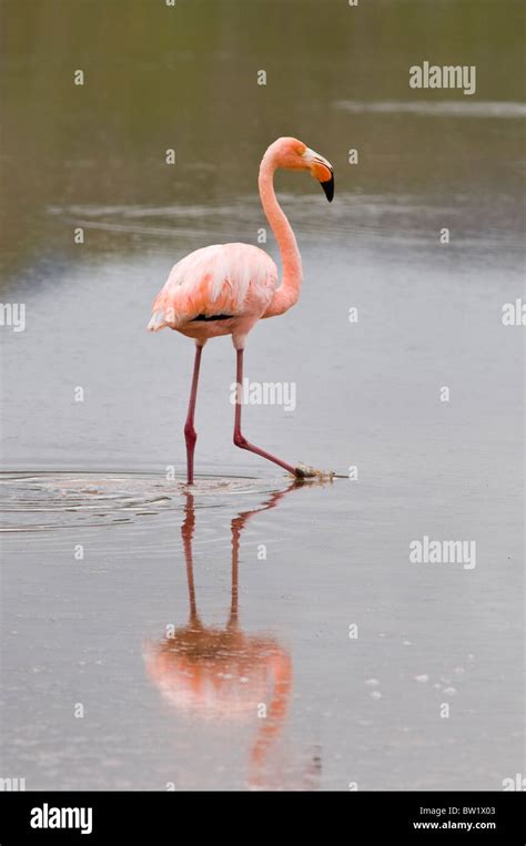 Galapagos Islands Ecuador Pink Flamingo Phoenicopterus Ruber
