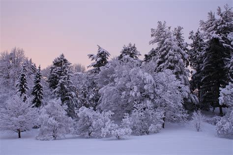 Snow Damage Prompts Tree Triage Arnold Arboretum