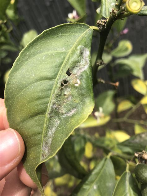 Pictures Of Lemon Tree Diseases Femini Saran