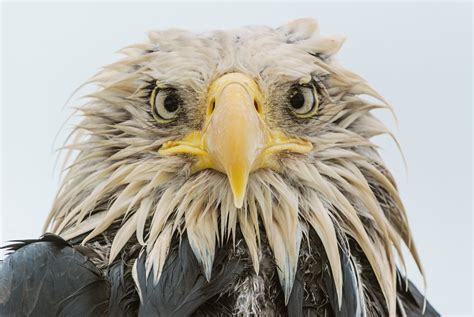 Fraternidad Agenda Complejo Información Sobre El águila Calva Obtener