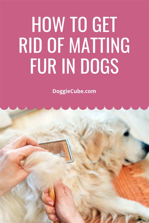 How To Get Rid Of Matting Fur In Dogs Doggie Cube Dog Grooming Diy