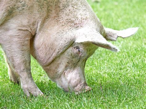 Domestic Ecological Pig Sus Domesticus Stock Photo Image Of Pork