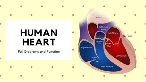 Heart Diagram Labeled Veins And Arteries The Heart Of The Matter