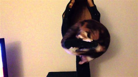 Cat Gymnastics The Original Youtube