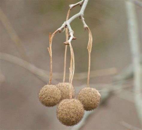 Large Round Seed Pods From Trees Firmiana Simplex Chinese Parasol