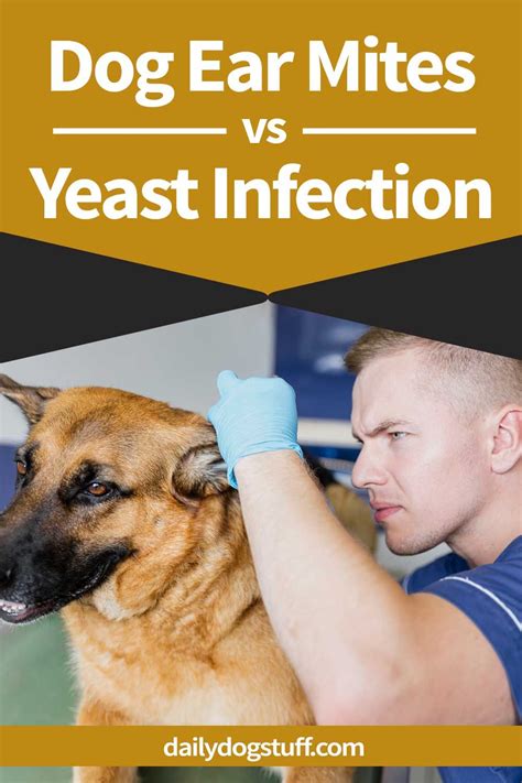 Does Your Dog Have Ear Mites Or Is It A Yeast Infection Daily Dog
