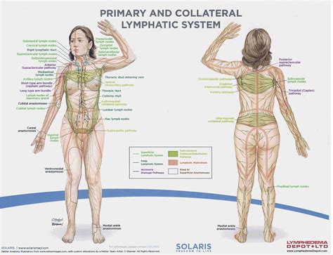 Lymphatic Drainage Laminated Anatomy Chart Lymphatic System The Best Porn Website
