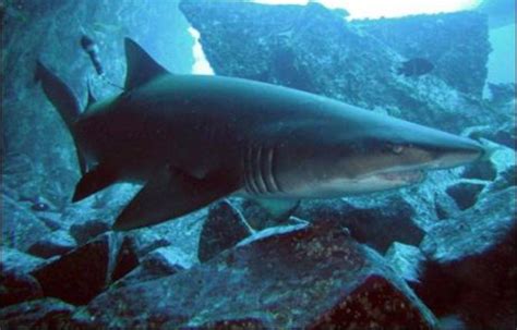 Qui A Découvert L'australie En Premier - Un requin découvert dans une piscine en Australie